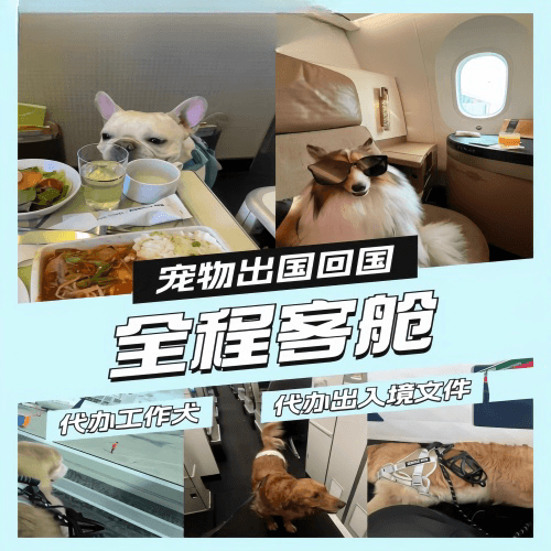 惠州市宠物托运到白俄罗斯宠物入境规定和要求